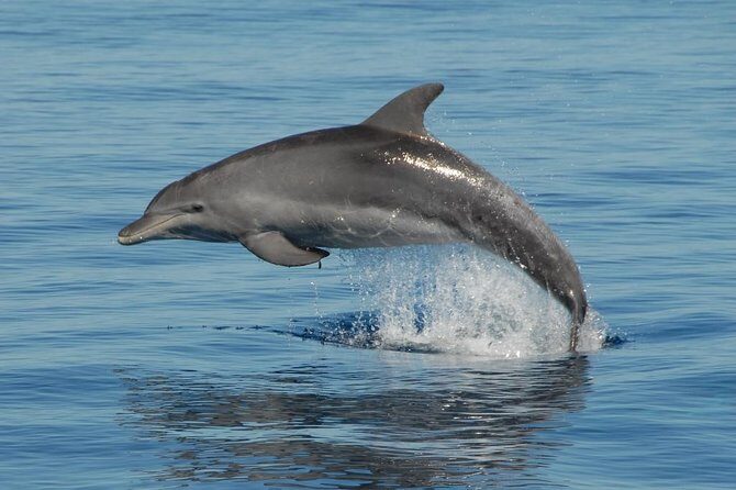 Fraser Island & Dolphin Sailing Adventure - The Marine Life and Scenic Highlights