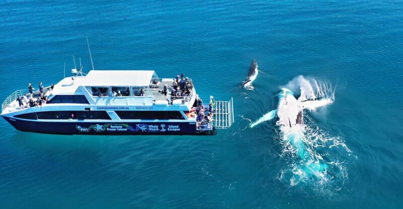 Fraser Island (K'gari): Remote Island and Whale Experience - Detailed Review of the Experience