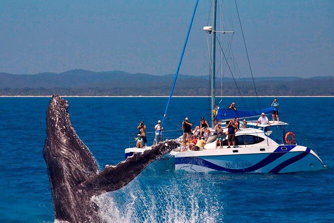 Fraser Island Whale Watch Encounter - The Itinerary Breakdown