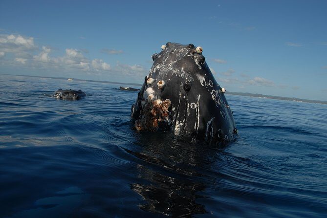 Fraser Island Whale Watch Encounter - Authentic Experiences from Reviewers