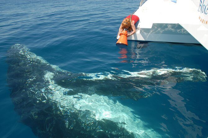 Fraser Island Whale Watch Encounter - FAQs