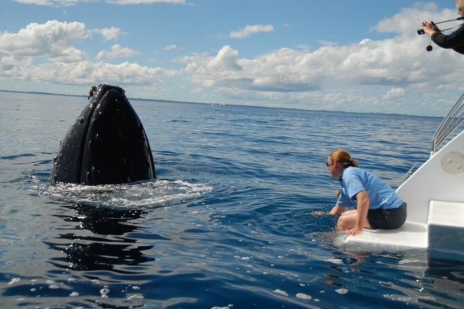 Fraser Island Whale Watch Encounter - Final Thoughts