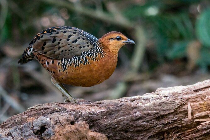 Frasers Hill 3 Days Birdwatching - Introduction to Frasers Hill Birdwatching Tour