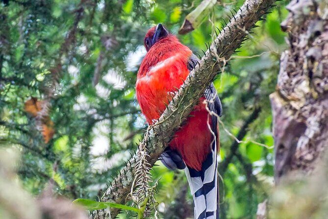 Frasers Hill 3 Days Birdwatching - Deep Dive into the Itinerary