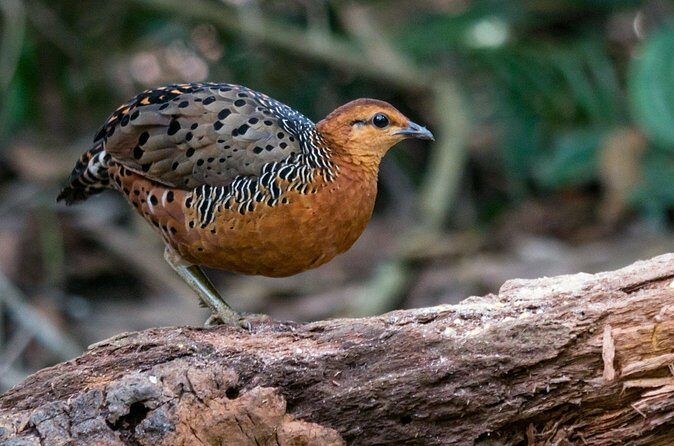 Frasers Hill 3 Days Birdwatching - Why This Tour Works Well