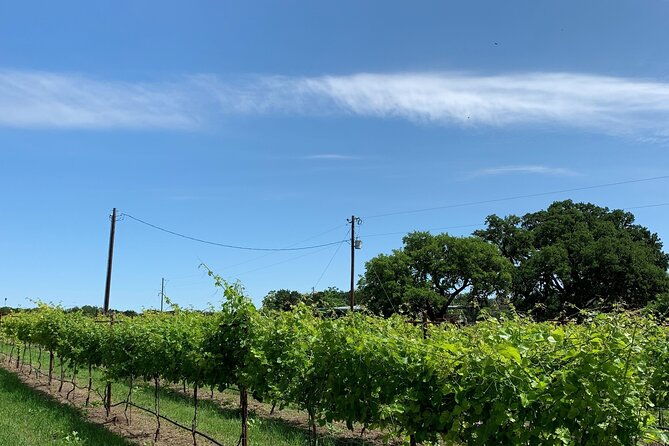 fredericksburg-hill-country-aficionado-wine-tour-from-san-antonio