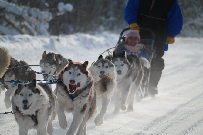 Free Pickup/Drop off: Alaskan Husky Dog Sledding with Free Photo - The Bottom Line: Is This Tour Worth It?