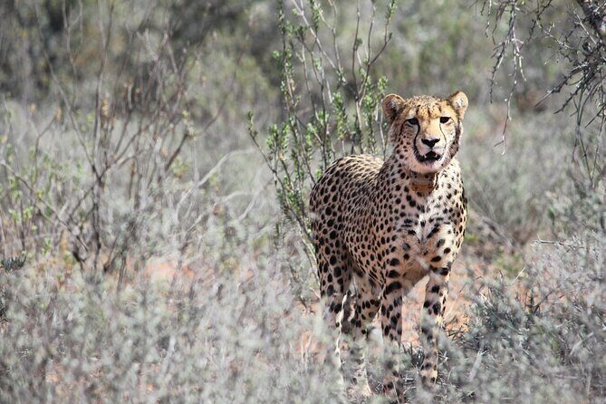 Free Roaming Cheetah Experience - The Itinerary Breakdown: What to Expect