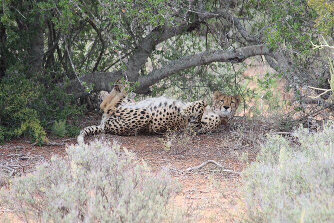 Free Roaming Cheetah Experience - The Price and Overall Value