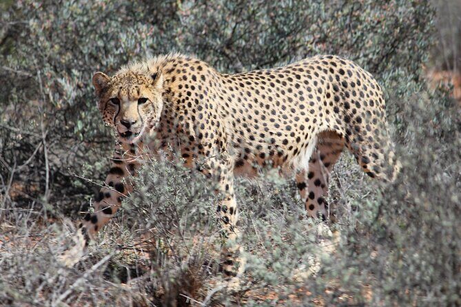 Free Roaming Cheetah Experience - Practical Details and Booking