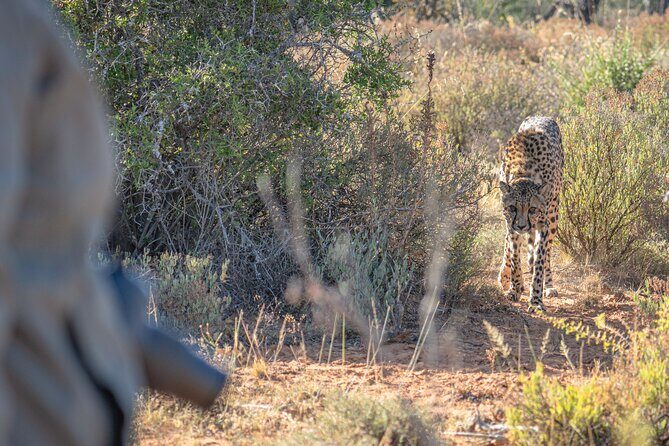 Free Roaming Cheetah Experience - Authentic Experiences and Reviewer Insights