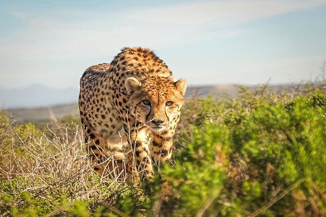 Free Roaming Cheetah Experience - Who Will Love This Tour?