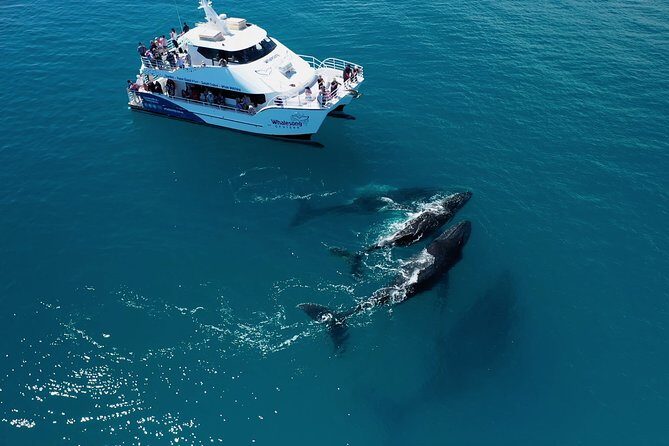 Freedom 3/4 Day Hervey Bay Premium Whale Watching Cruise - Practical Details and Tips