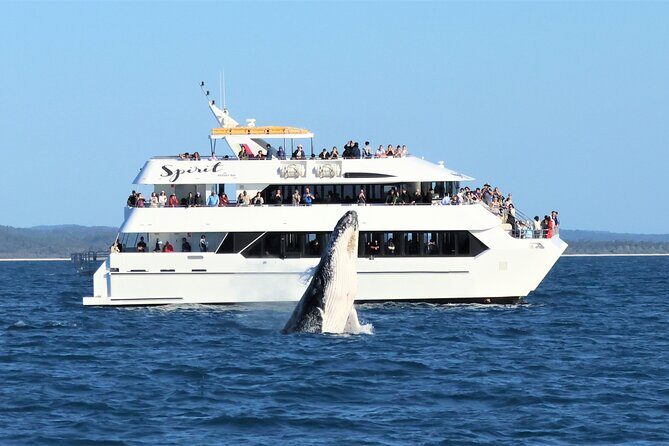 Freedom 3/4 Day Hervey Bay Premium Whale Watching Cruise - Final thoughts