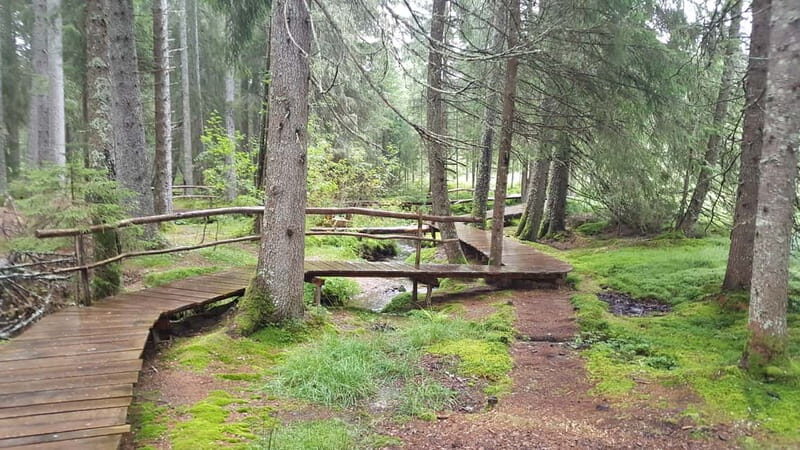 Freiburg: Private Black Forest Tour by car - Who Should Consider This Tour?