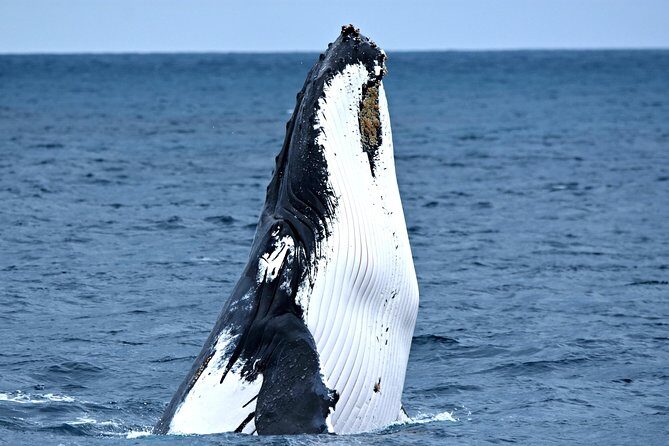Fremantle to Rottnest Island Roundtrip Ferry Ticket - Authentic Traveler Experiences