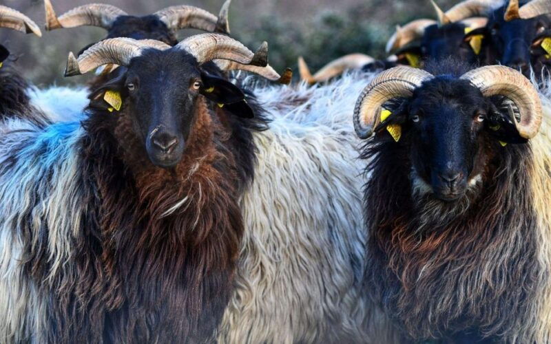 french-basque-country-farms-food-tour