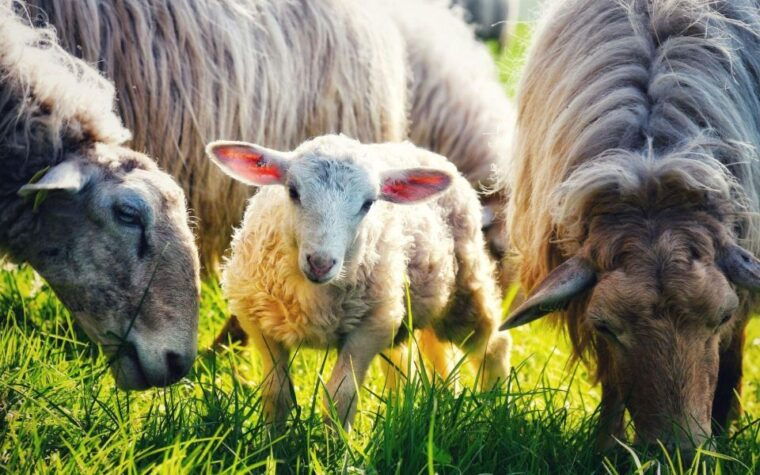 french-basque-country-farms-food-tour