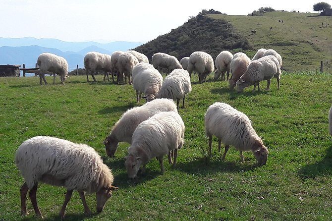French-Basque Countryside Private tour Discover the hidden beauty of Pyrenees - Exploring the French-Basque Countryside: A Private Tour of the Pyrenees