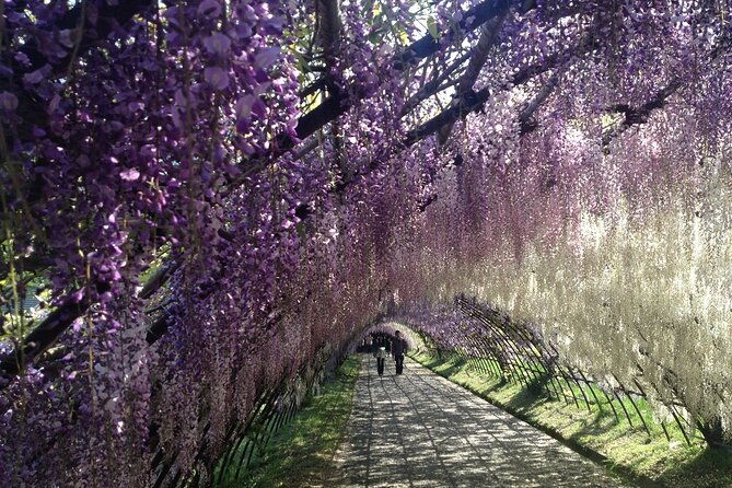 french-dining-at-matsumoto-residence-and-kawachi-wisteria-yokabus