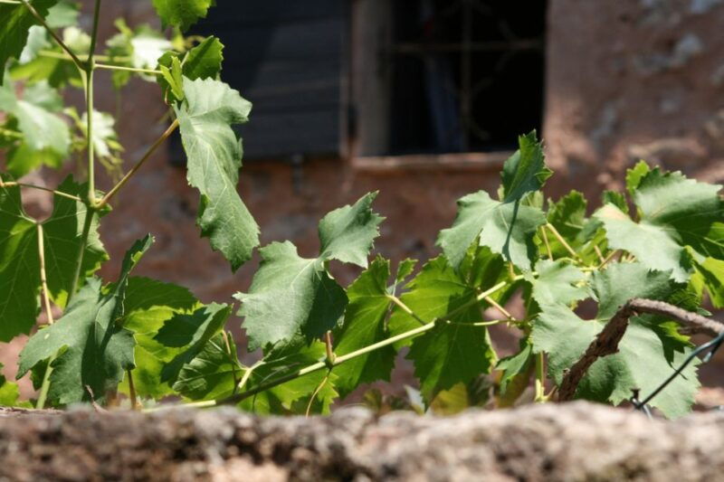 french-riviera-provencal-wine-tour