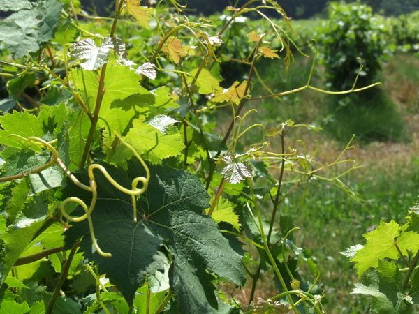 french-riviera-provencal-wine-tour