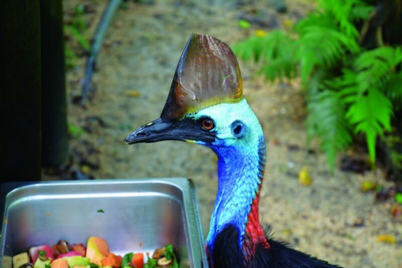 Friends in the Rainforest Package: Koala Gardens & Birdworld - What the Tour Includes and How It Works
