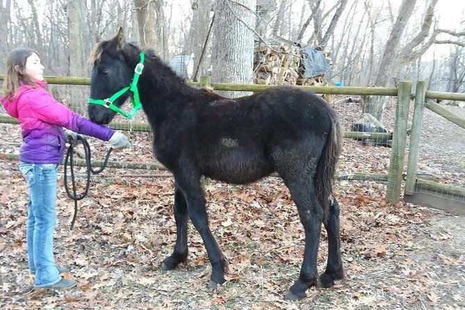 friesian-herd-tours-workshops-classes-and-retreats-in-the-kettle-moraine-area