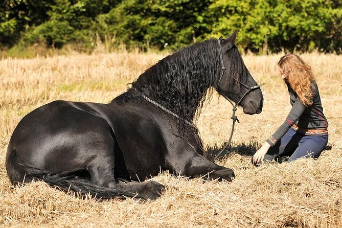 friesian-herd-tours-workshops-classes-and-retreats-in-the-kettle-moraine-area