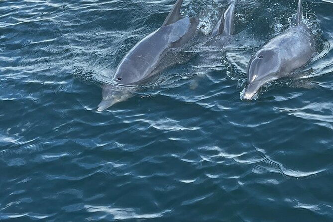 frisky-mermaid-dolphin-scenic-bay-sightseeing-tour