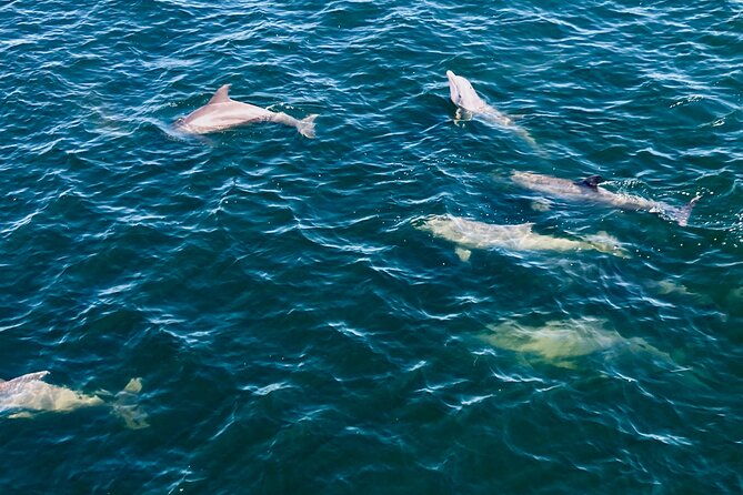frisky-mermaid-dolphin-scenic-bay-sightseeing-tour