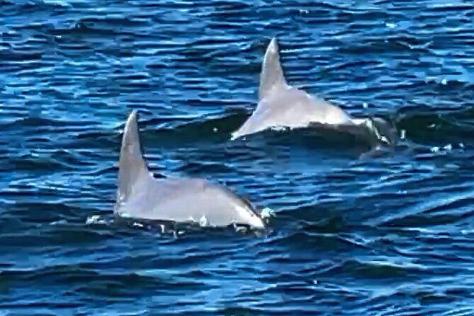 frisky-mermaid-dolphin-scenic-bay-sightseeing-tour