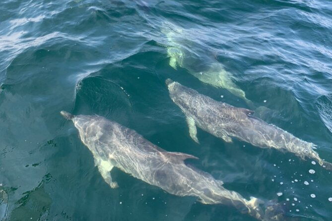 frisky-mermaid-dolphin-scenic-bay-sightseeing-tour