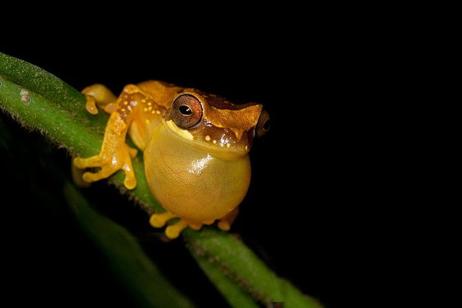 frog-watching-jungle-night-walk