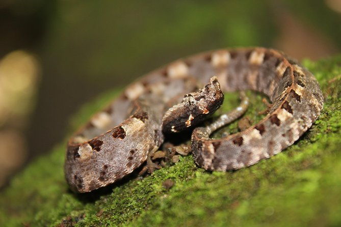 frog-watching-jungle-night-walk
