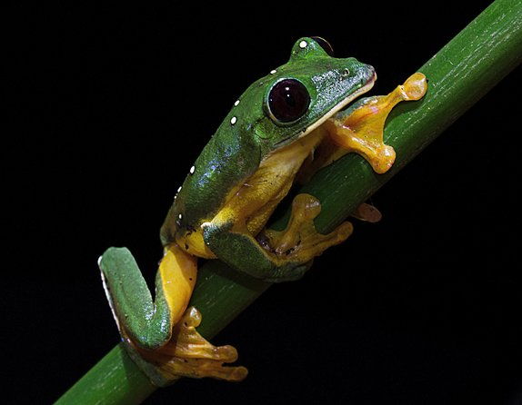 frog-watching-jungle-night-walk