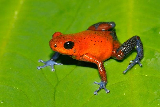 frog-watching-night-walk