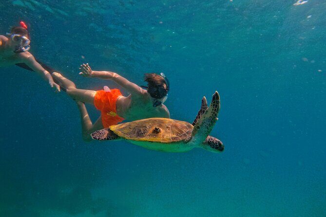 From Abu Dhabi: Snorkeling with turtles in Fujairah with BBQ - Key Points