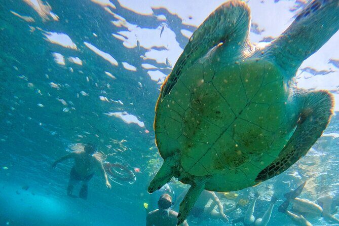 From Abu Dhabi: Snorkeling with turtles in Fujairah with BBQ - Exploring the Tour in Detail