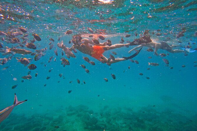 From Abu Dhabi: Snorkeling with turtles in Fujairah with BBQ - FAQs