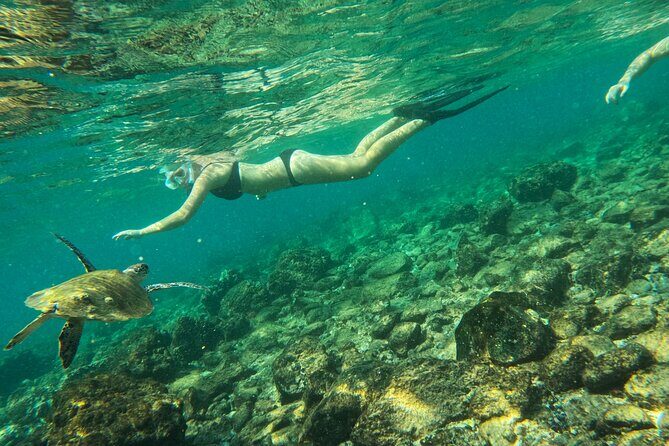 From Abu Dhabi: Snorkeling with turtles in Fujairah with BBQ - Final Thoughts