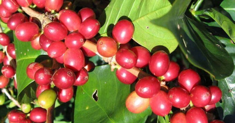 From Addis Ababa: 10-Day Coffee Tour with Camping - Key Points