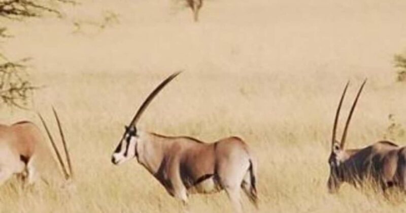 From Addis Ababa: 2-Day Awash National Park Tour with Dinner - What makes this tour stand out?