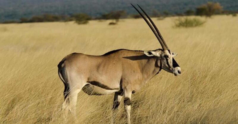 From Addis Ababa: 2-Day Awash National Park Tour with Dinner - Who Is This Tour Best For?
