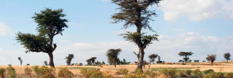 From Addis Ababa: Adadi Mariam, Tiya, and Melka Kunture Day - Key Points