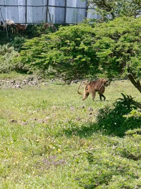 From Addis Ababa: Bisheftu Lake Side Tour - Exploring the Bishoftu Crater Lakes