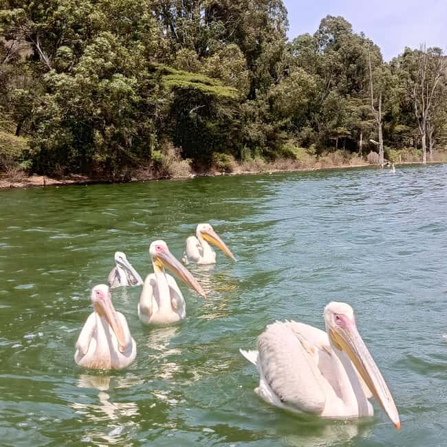 From Addis Ababa: Bisheftu Lake Side Tour - Visiting Lake Hora and Other Crater Lakes