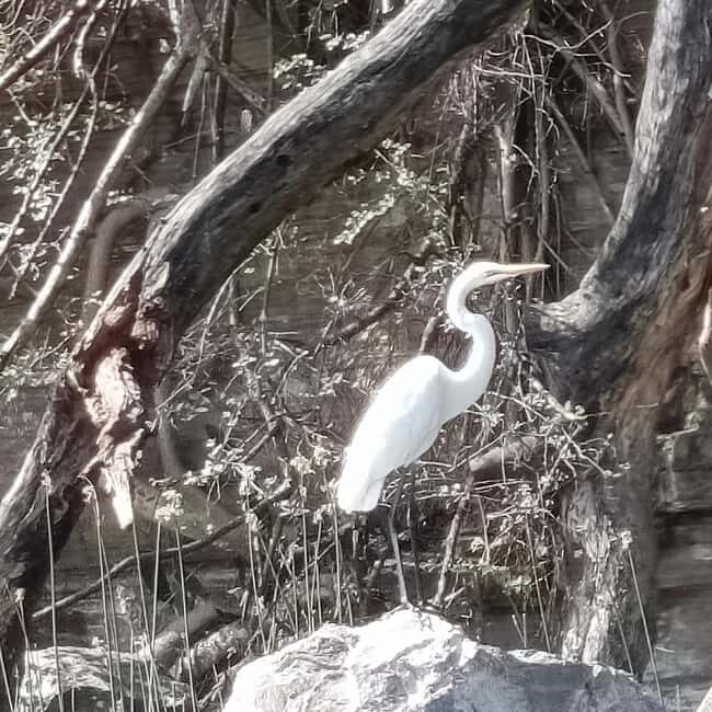 From Addis Ababa: Bisheftu Lake Side Tour - What Reviewers Say