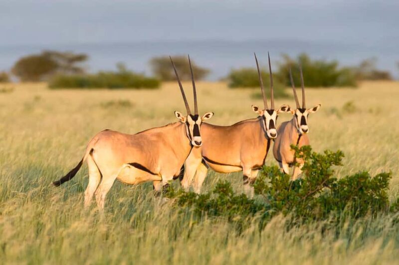 From Addis Ababa: Day Trip To Awash National Park - Exploring the Wonders of Awash National Park on a Day Trip from Addis Ababa