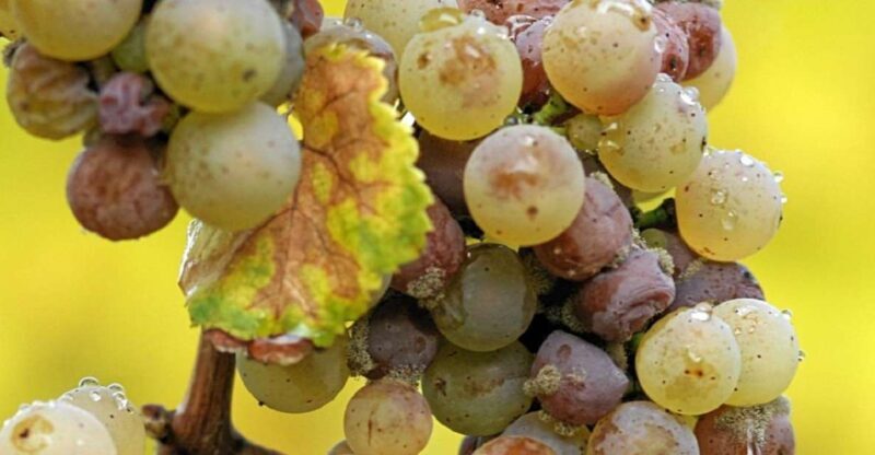 From Adelaide: Clare Valley Winery Tour - Introduction